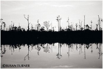Dieback along the Fly River