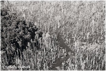 Dieback along the Ok Tedi