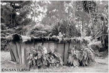 An Old House with Tobacco Plants