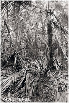 A Sago Swamp