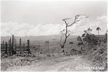 Highlands Landscape with a Dead Tree