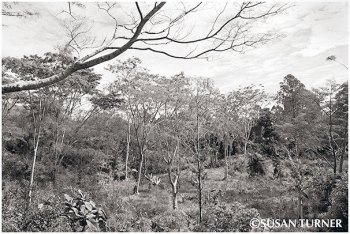 Gardens in the Upper Asaro
