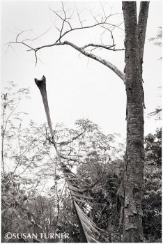 A Falling Coconut Palm Frond