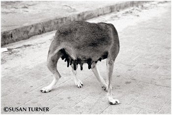 Mama Dog