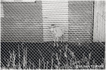 Town Goat