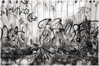 Graffiti with Plants