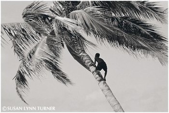 Climbing for Green Coconuts