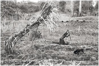 Sugar Cane