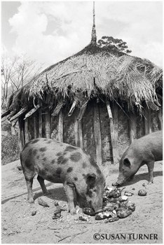 Village Pigs